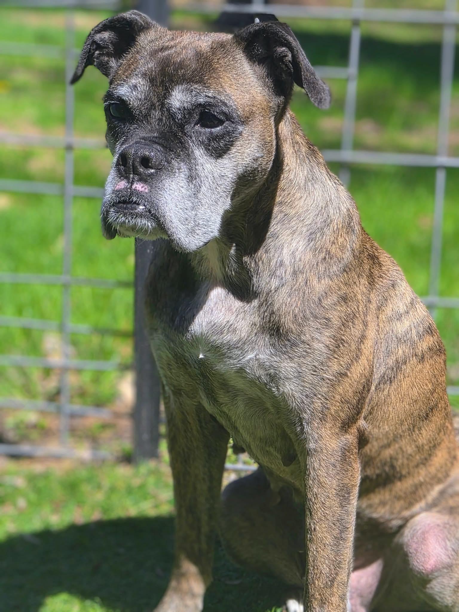 Daniela, a Adoptable Boxer in Owatonna, MN image 3/3