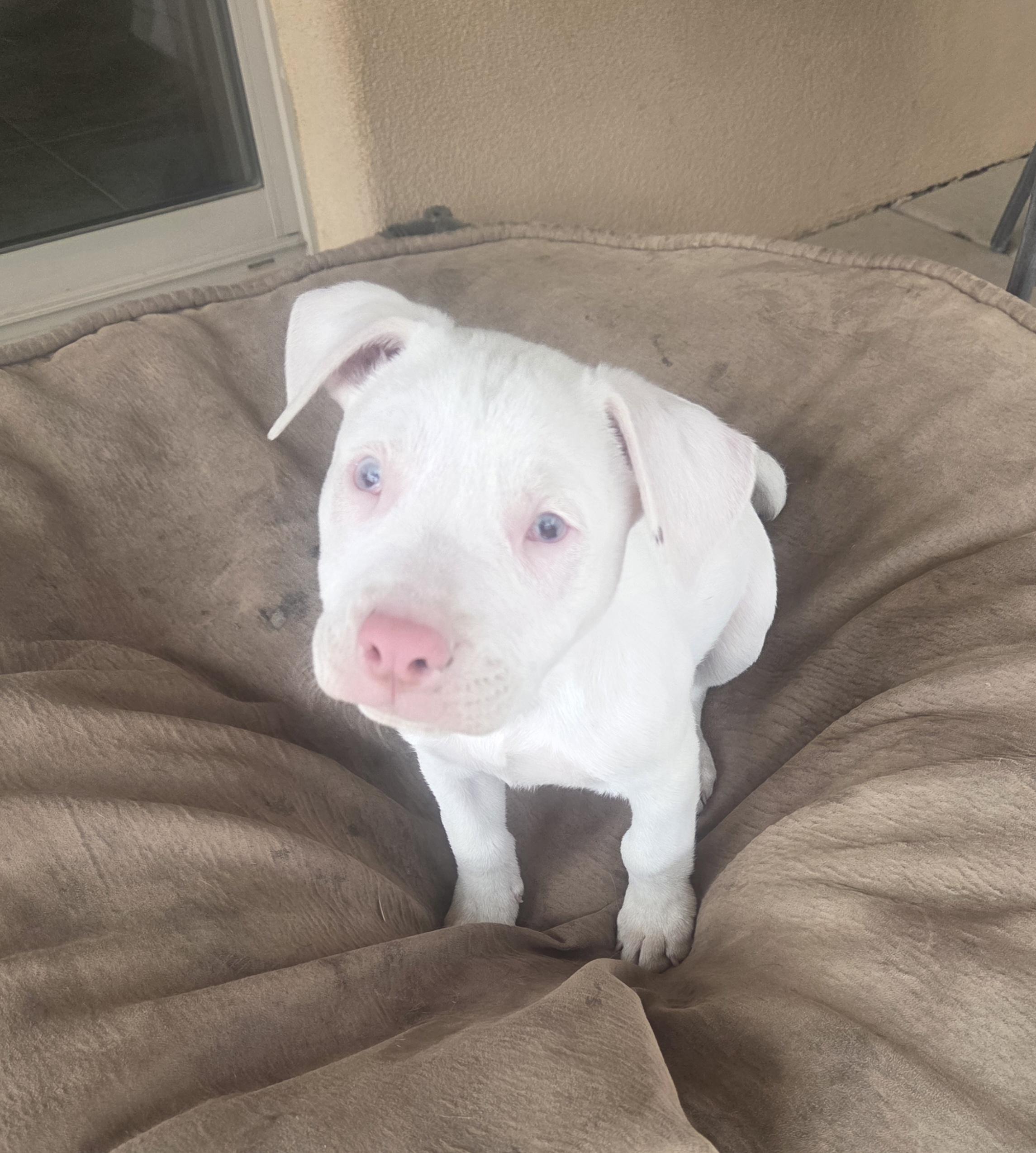 Wilbur, a ADOPTABLE mixed breed in Cave Creek, AZ image 2/2