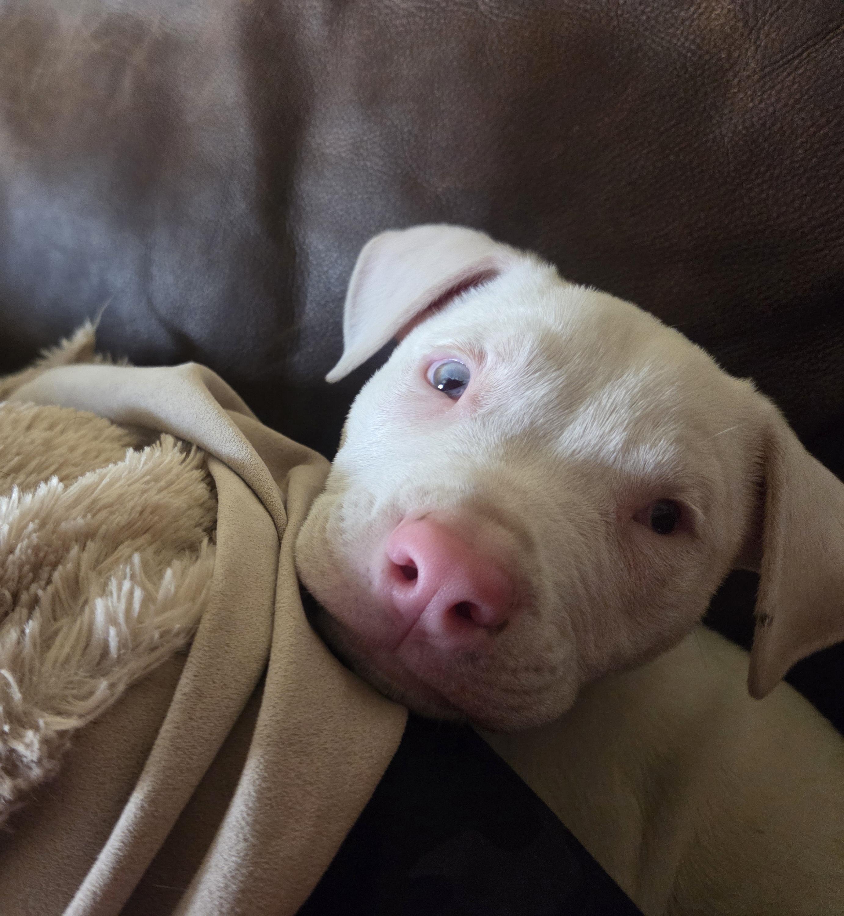 Wilbur, ADOPTABLE, Puppy Male American Staffordshire Terrier & Pit Bull Terrier.