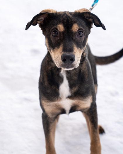 Enlarge Wolf, a Adoptable mixed breed in Pequot Lakes, MN image 1/1