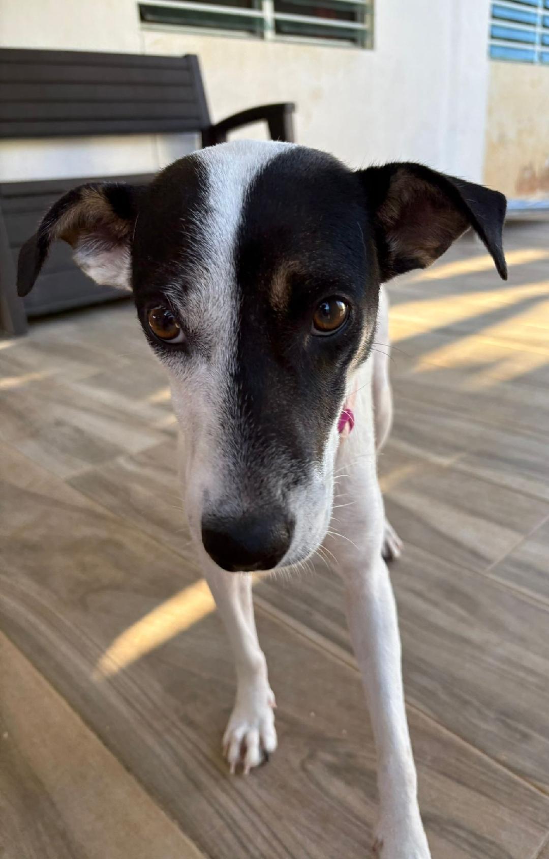 Enlarge Cookie, a Adoptable mixed breed in Albion, NY image 2/3