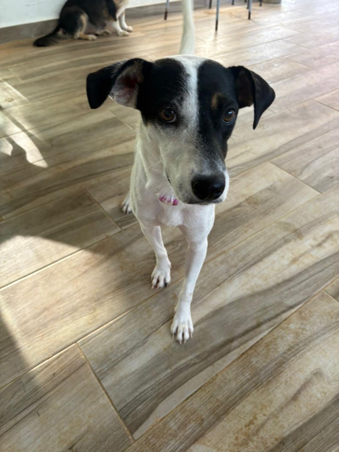 Enlarge Cookie, a Adoptable mixed breed in Albion, NY image 3/3