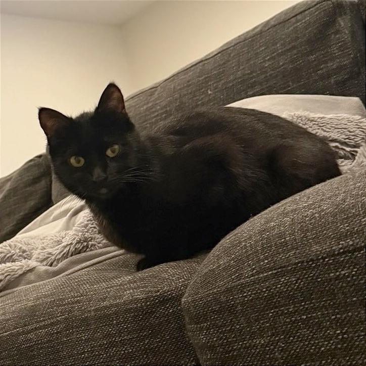 Vermi, Adoptable, Adult Female Domestic Short Hair.