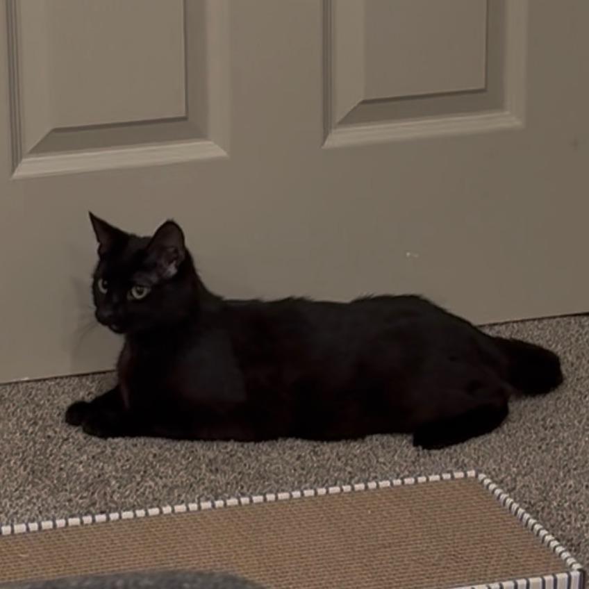 Vermi, a Adoptable Domestic Short Hair in Murray, UT image 2/2