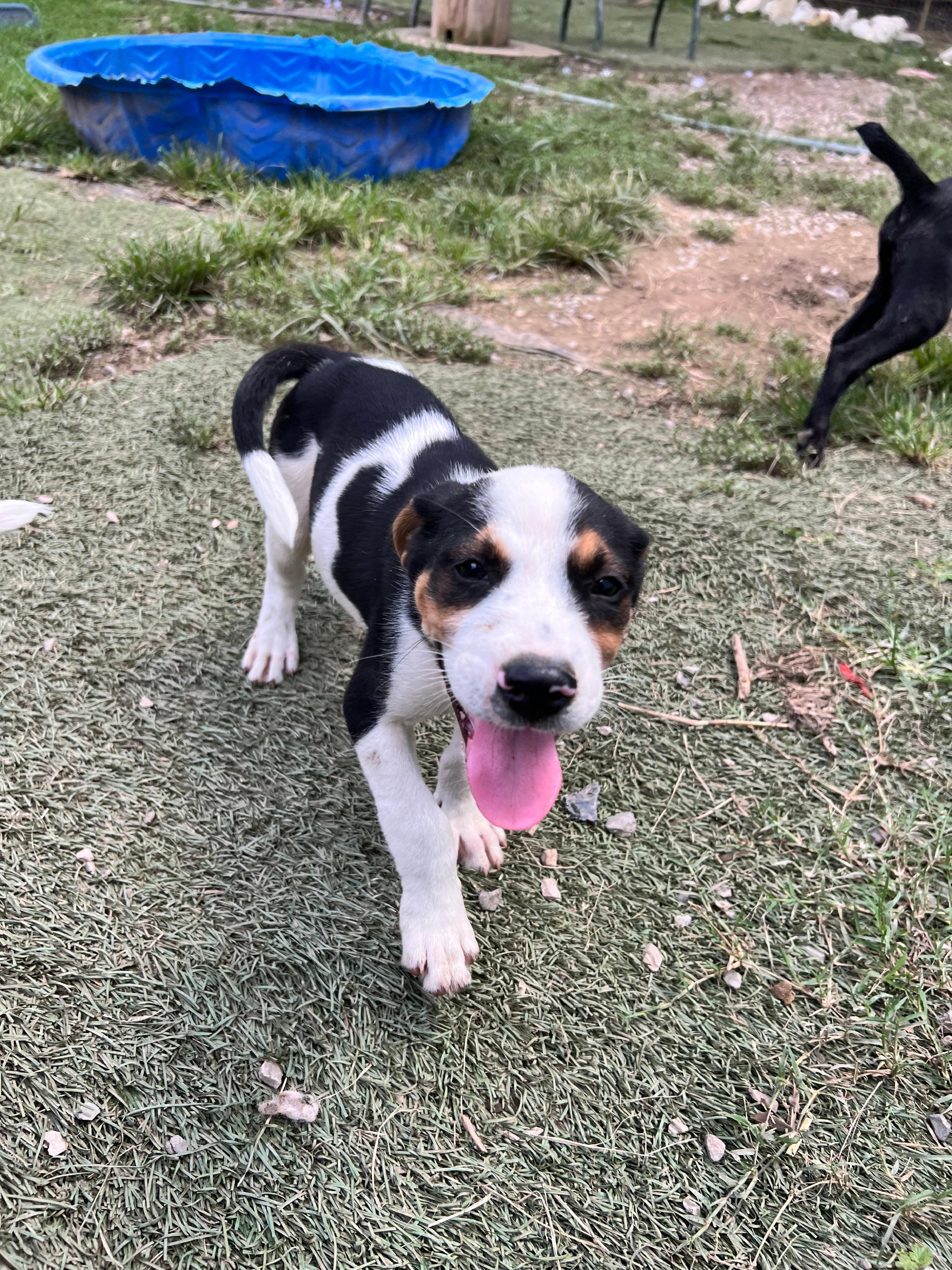 Oliver, an adopted mixed breed in Tracy City , TN image 1/3