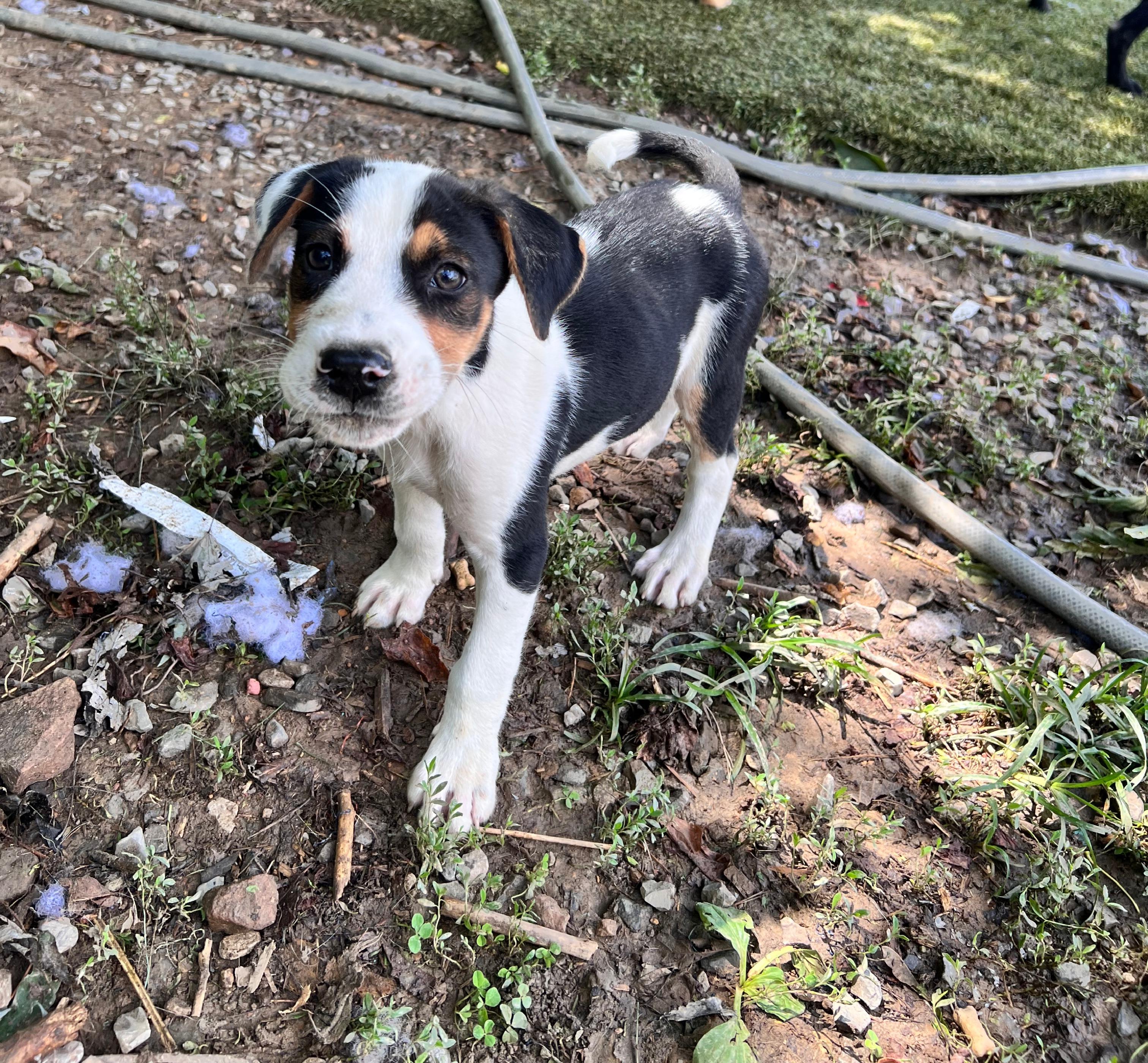 Oliver, an adopted mixed breed in Tracy City , TN image 2/3
