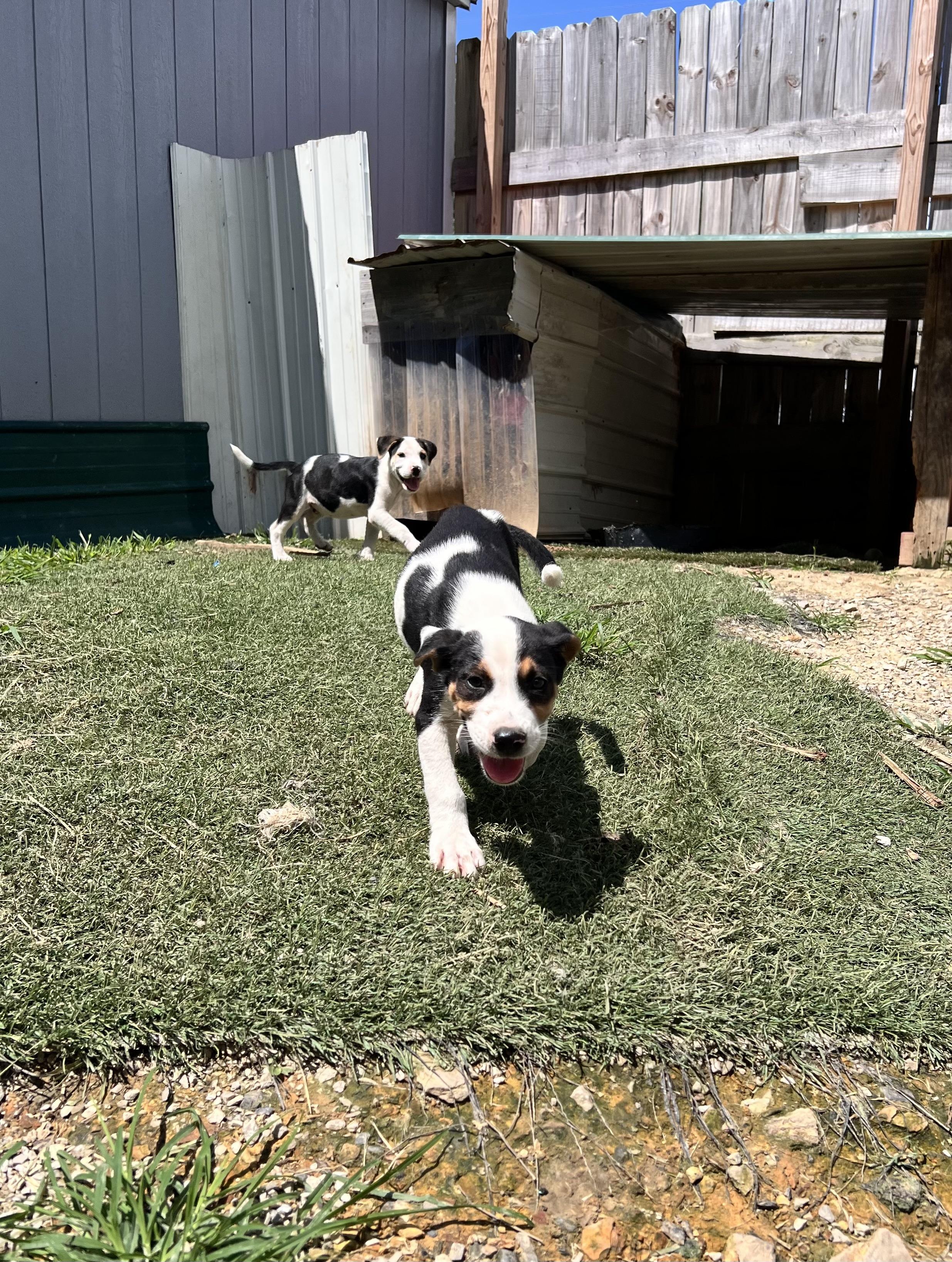 Oliver, an adopted mixed breed in Tracy City , TN image 3/3