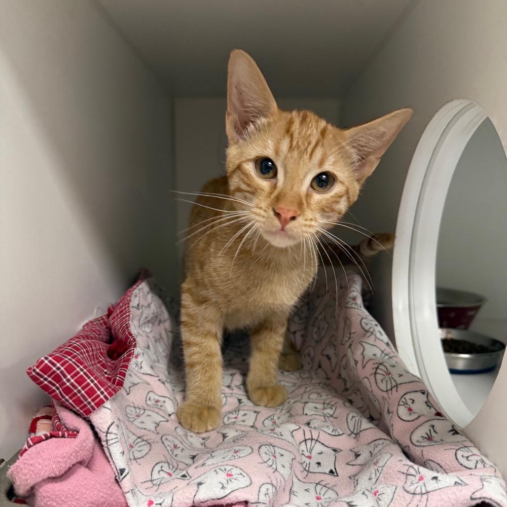 Geranium, Adoptable, Kitten Male Domestic Short Hair.