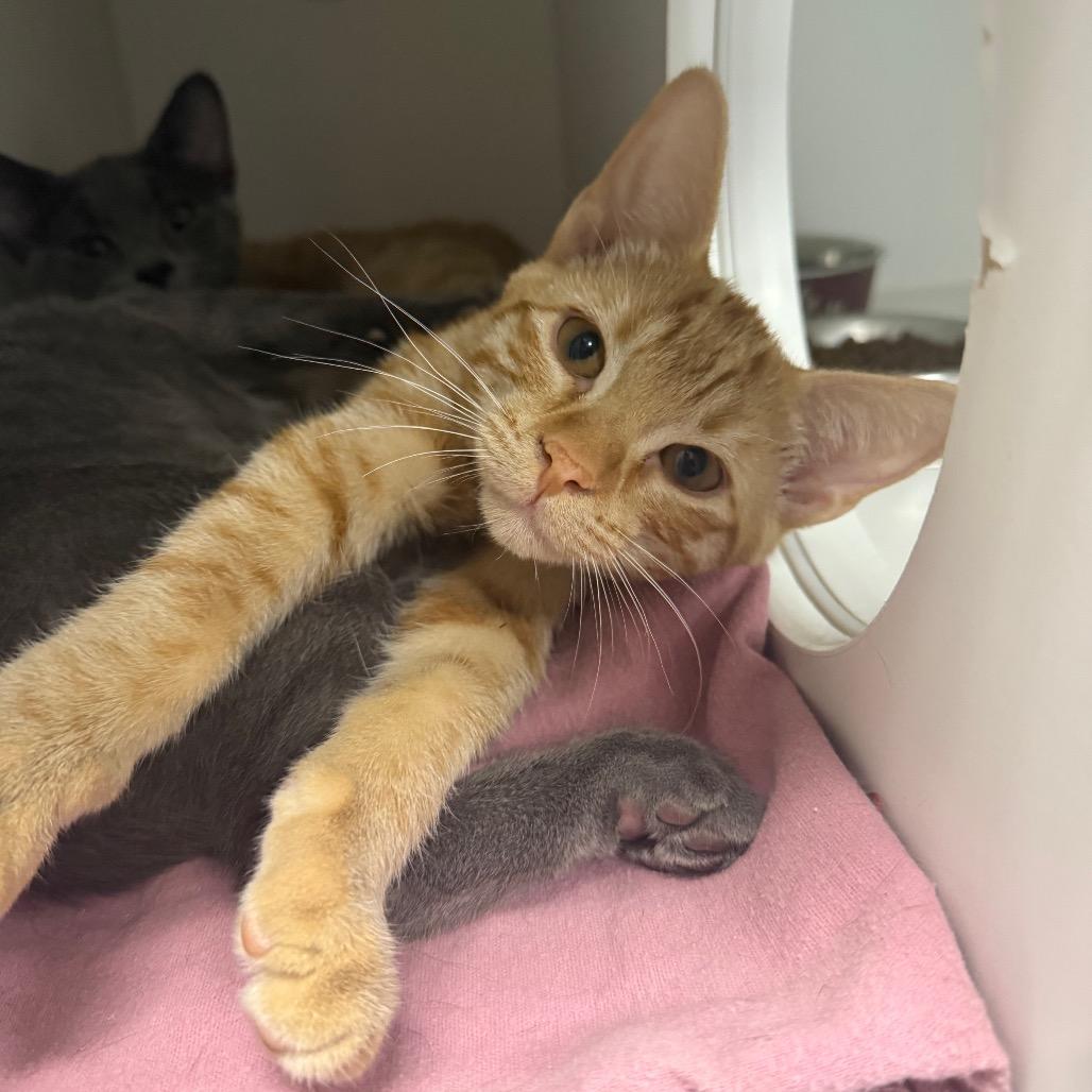 Geranium, a Adoptable Domestic Short Hair in Chaska, MN image 2/3