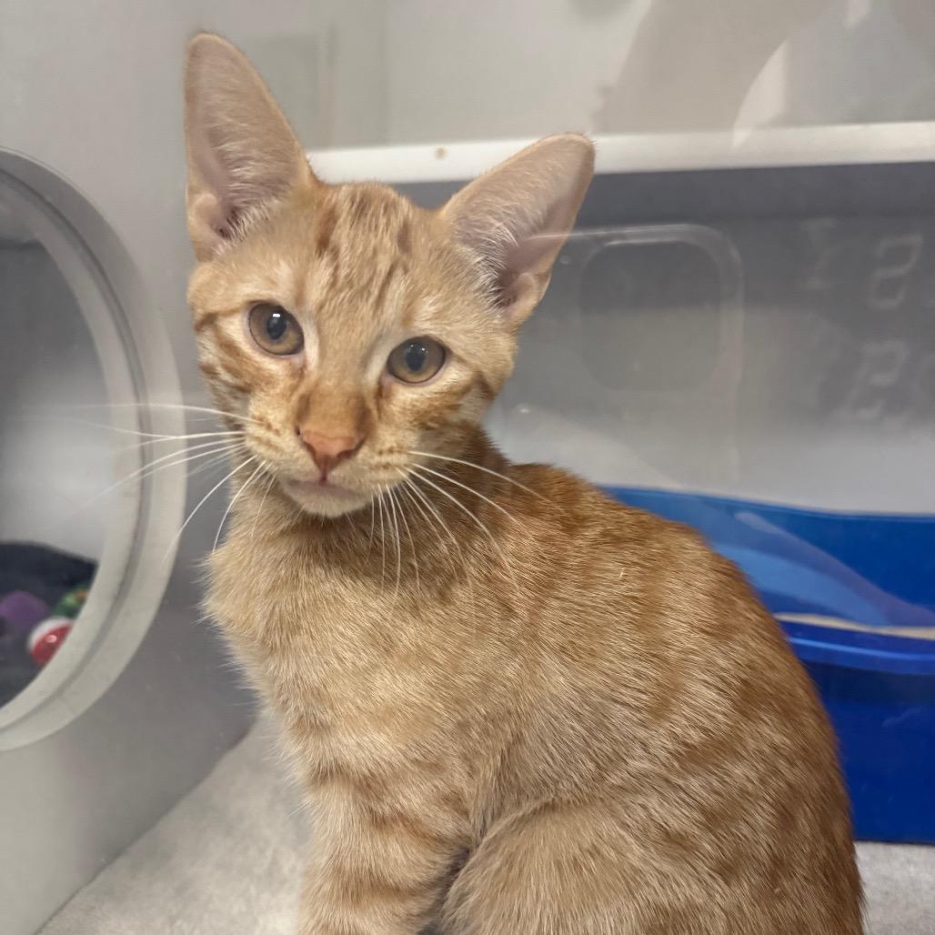 Geranium, a Adoptable Domestic Short Hair in Chaska, MN image 3/3