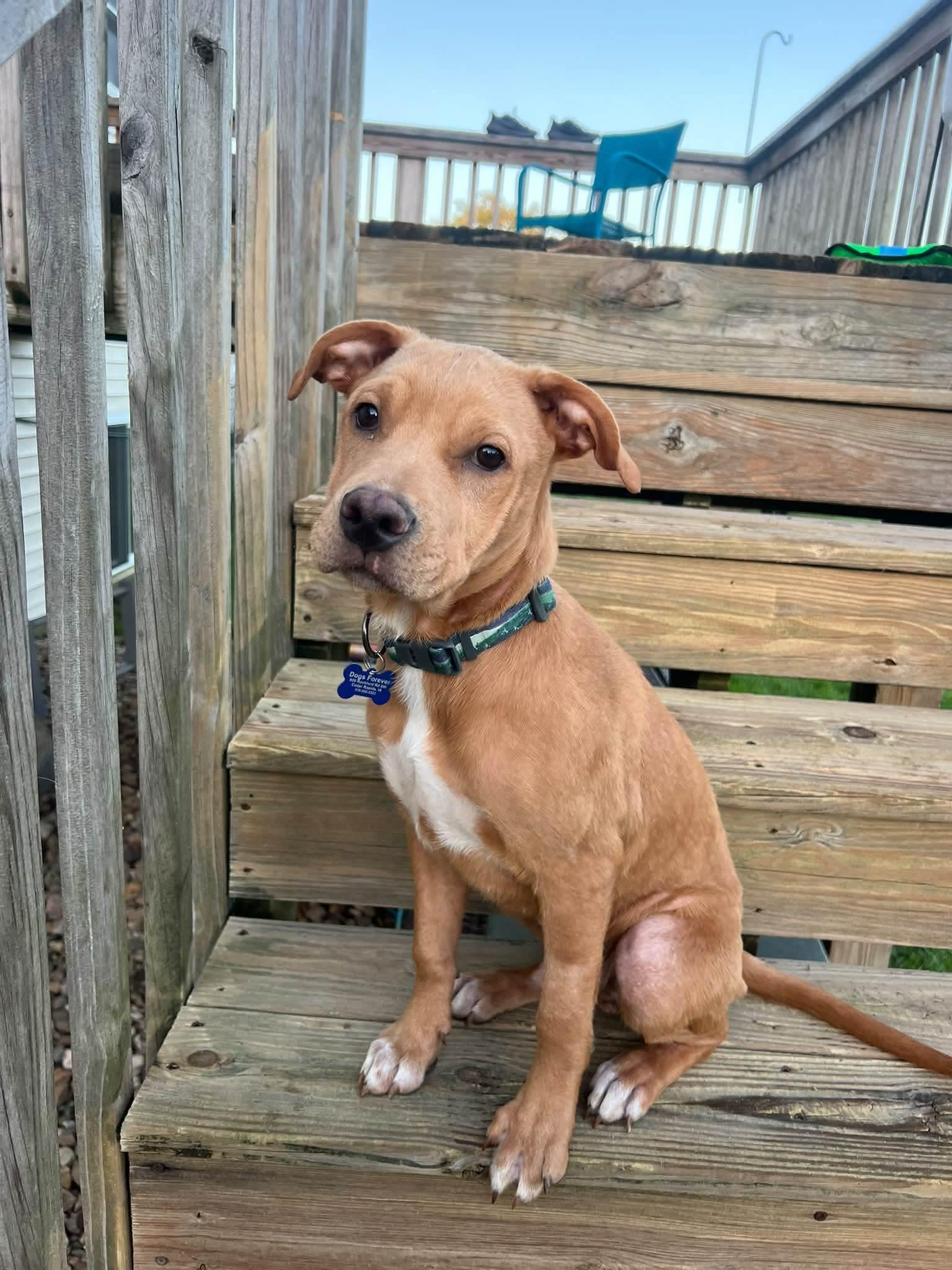Bear, Adopted, Puppy Male Labrador Retriever & Mixed Breed.