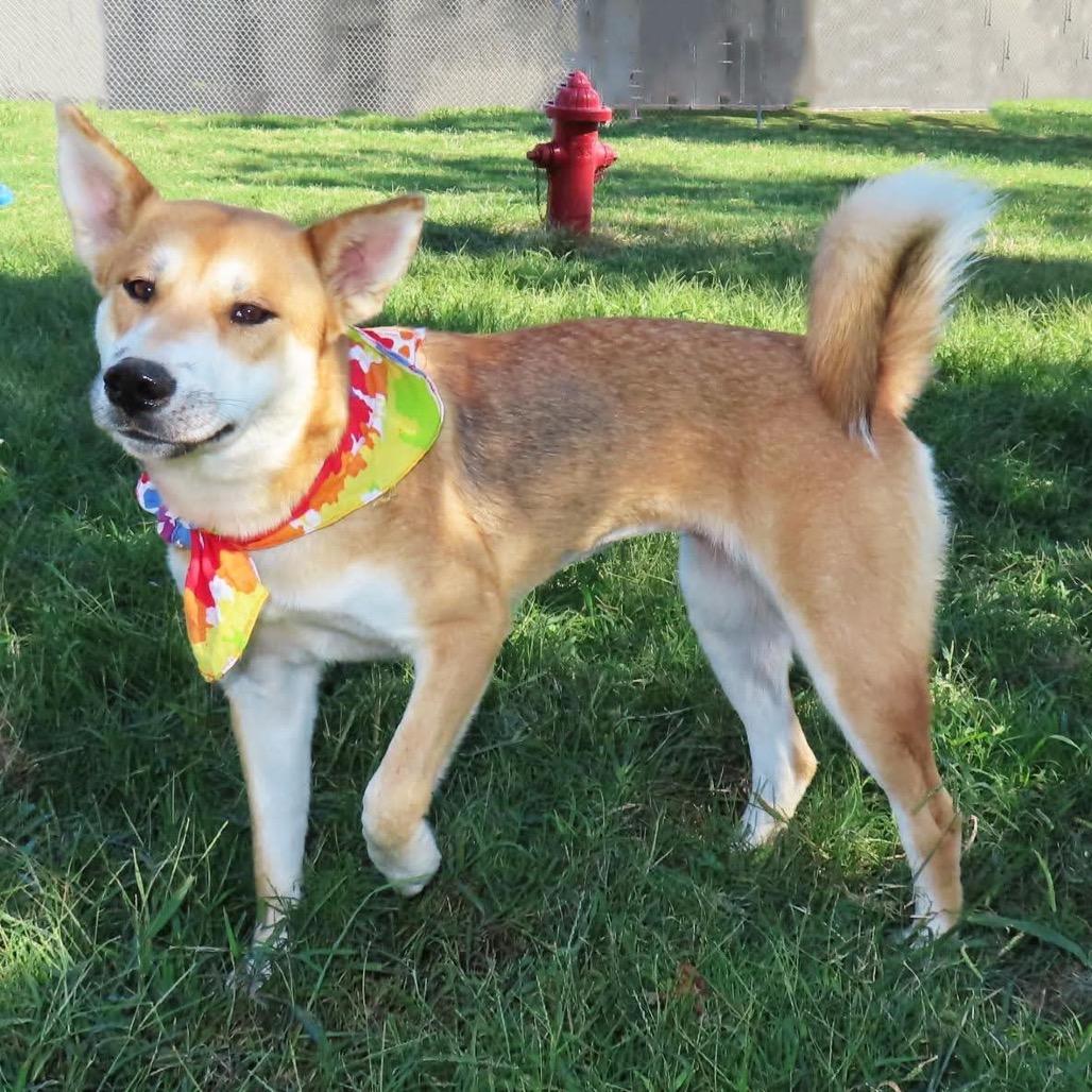 Suki, Adoptable, Young Female Shiba Inu & Mixed Breed.