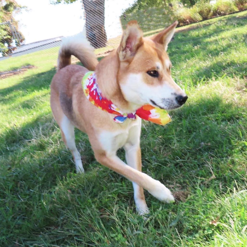 Enlarge Suki, a Adoptable mixed breed in Wadena, MN image 2/5