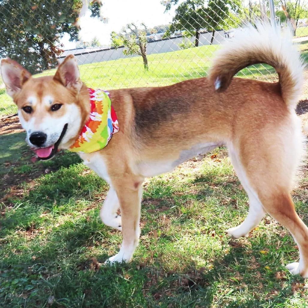 Enlarge Suki, a Adoptable mixed breed in Wadena, MN image 3/5