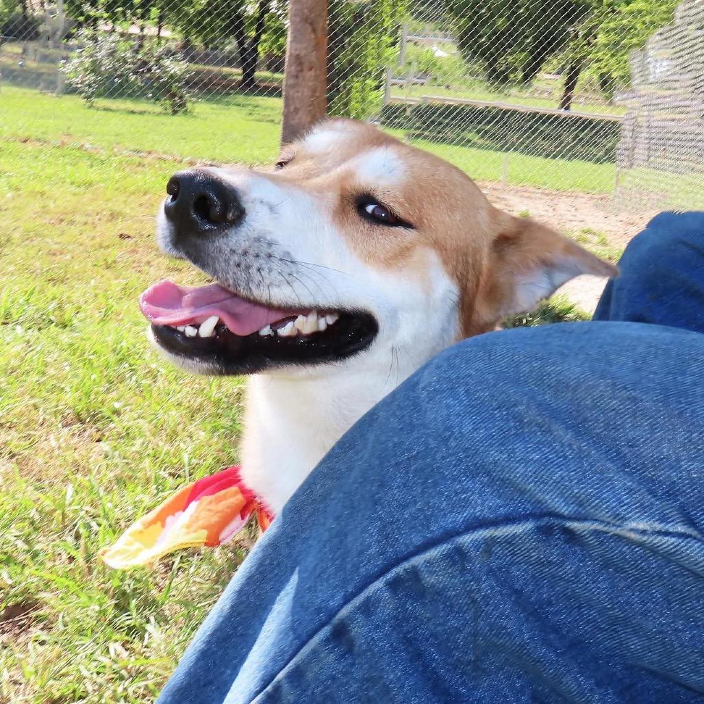 Enlarge Suki, a Adoptable mixed breed in Wadena, MN image 4/5