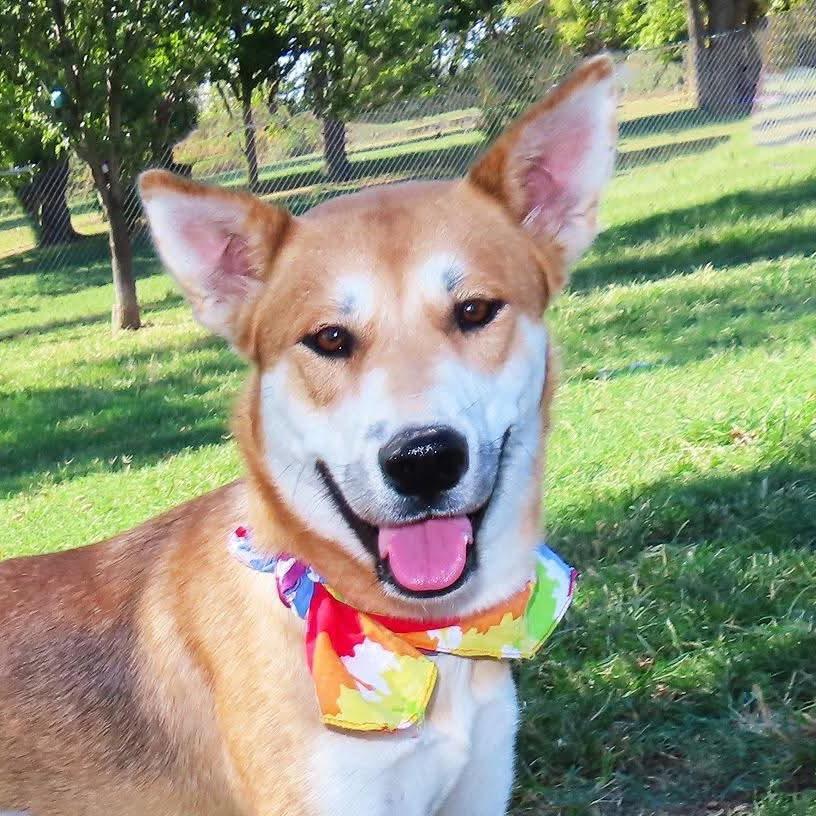 Enlarge Suki, a Adoptable mixed breed in Wadena, MN image 5/5