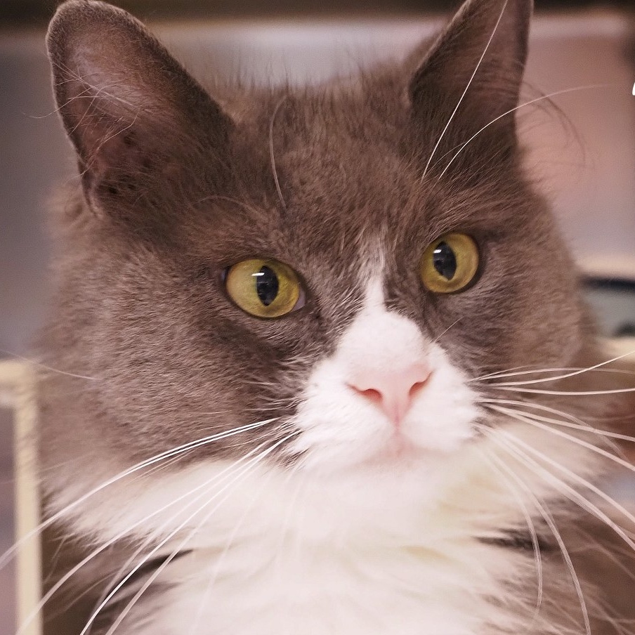 Enlarge Xena (barn cat), a Adoptable Domestic Long Hair in Cape May Court House, NJ image 3/3