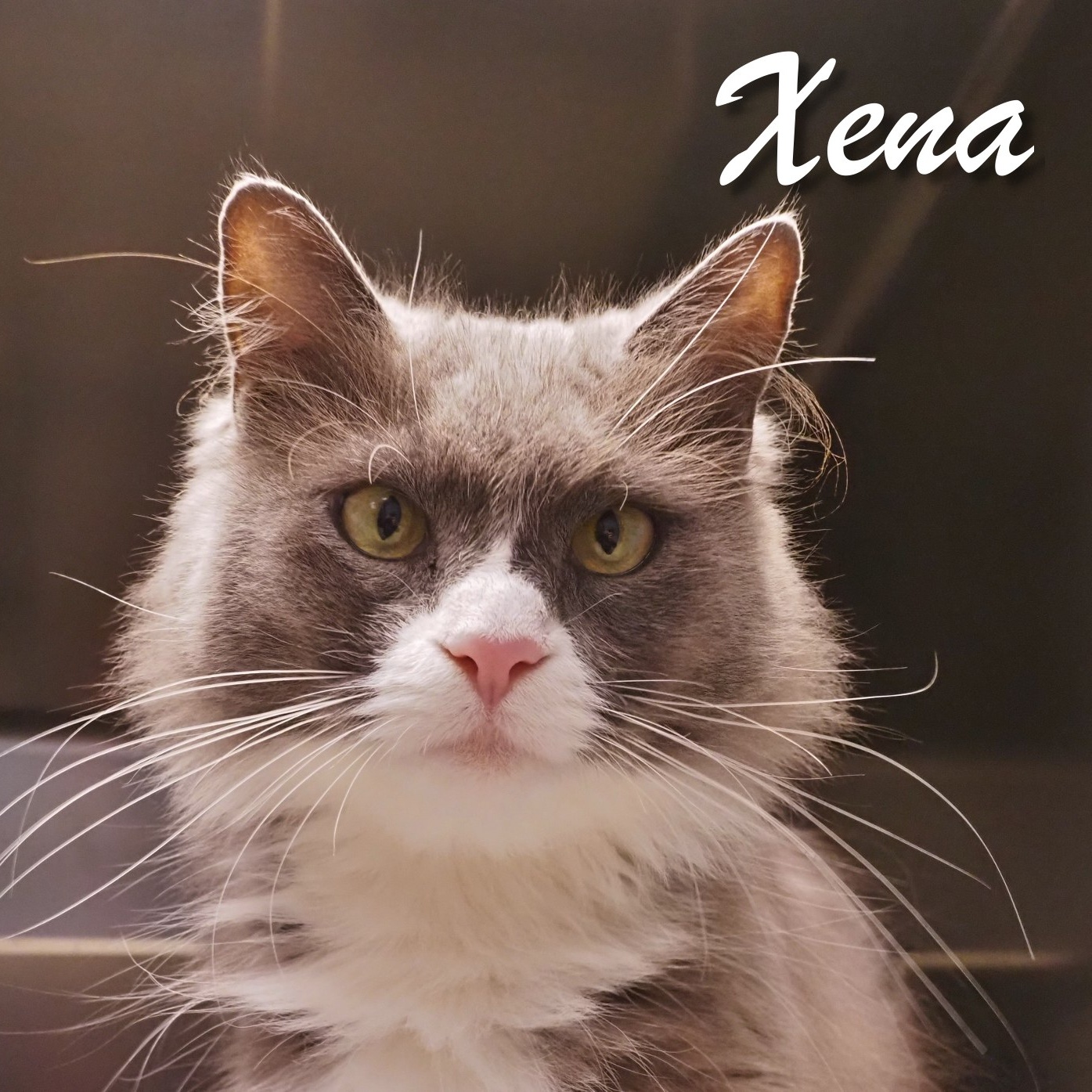Enlarge Xena (barn cat), a Adoptable Domestic Long Hair in Cape May Court House, NJ image 2/3