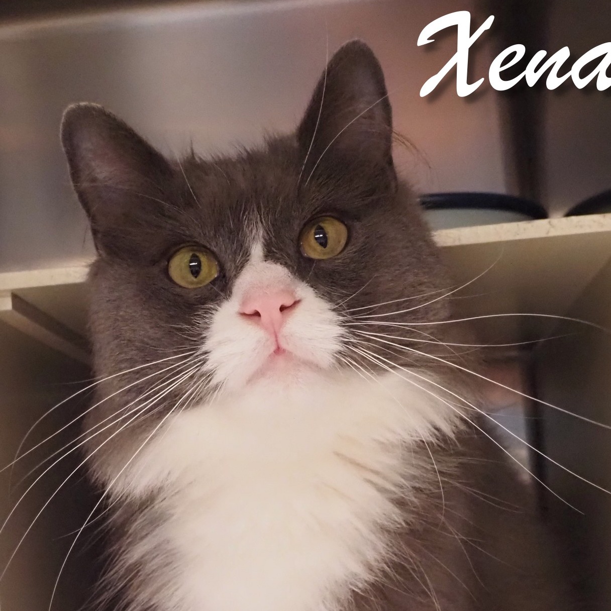 Enlarge Xena (barn cat), a Adoptable Domestic Long Hair in Cape May Court House, NJ image 1/3