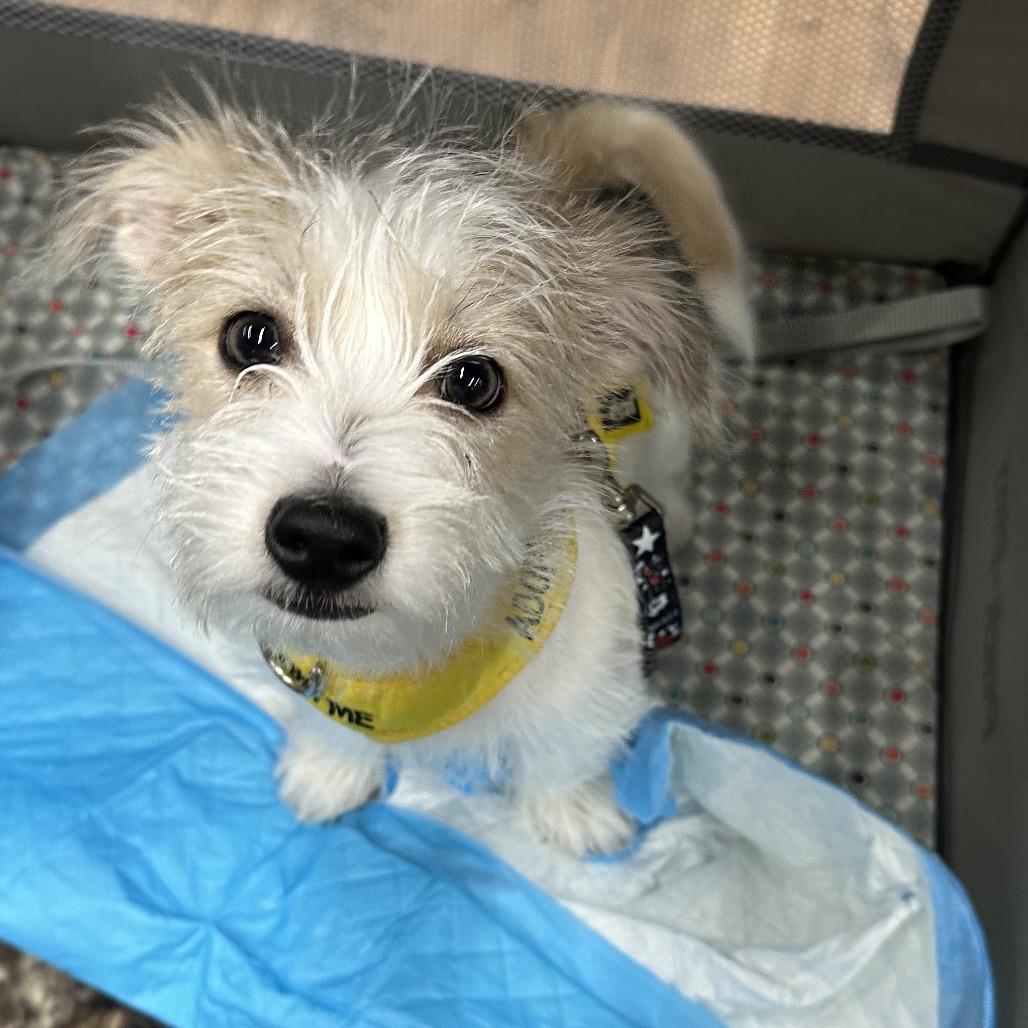Enlarge Dale, a Adoptable Jack Russell Terrier in Las Vegas, NV image 1/6