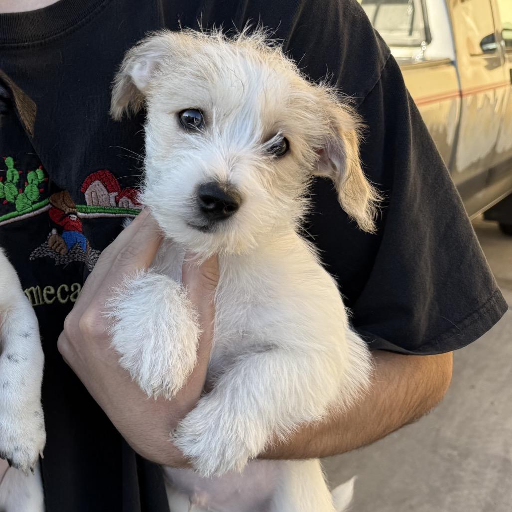 Dale, Adoptable, Puppy Male Jack Russell Terrier.