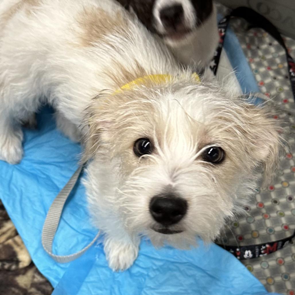 Enlarge Dale, a Adoptable Jack Russell Terrier in Las Vegas, NV image 2/6