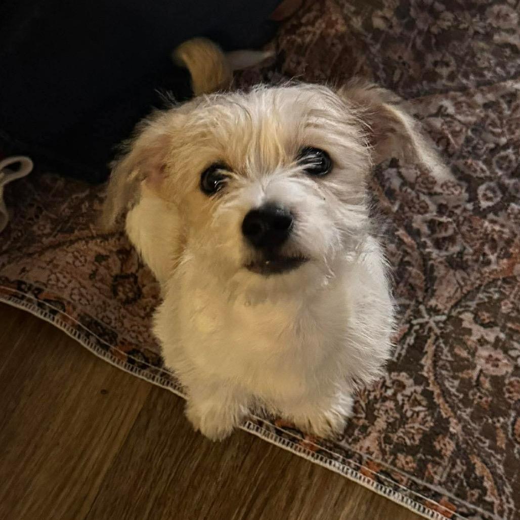 Enlarge Dale, a Adoptable Jack Russell Terrier in Las Vegas, NV image 2/4