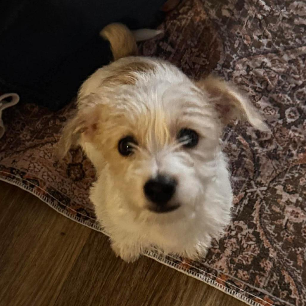 Enlarge Dale, a Adoptable Jack Russell Terrier in Las Vegas, NV image 3/4