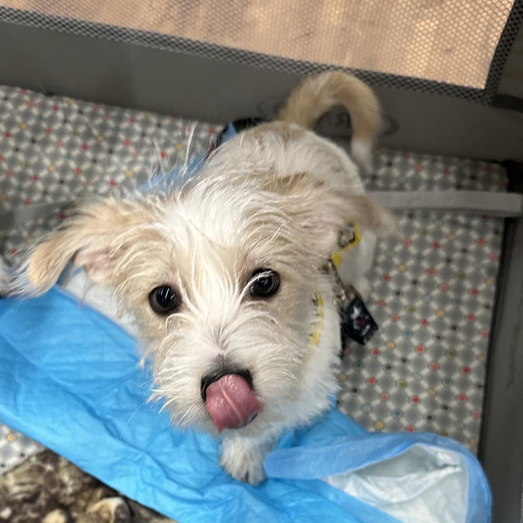 Enlarge Dale, a Adoptable Jack Russell Terrier in Las Vegas, NV image 4/6