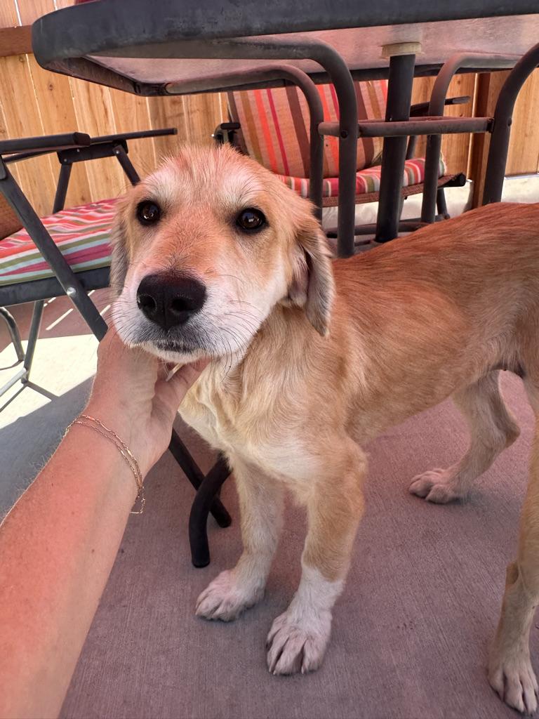 Enlarge Pup 1, an adopted mixed breed in Arroyo Grande, CA image 4/5