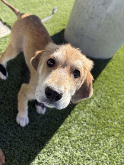 Pup 1, adopted, Young Female Great Pyrenees & Labrador Retriever.