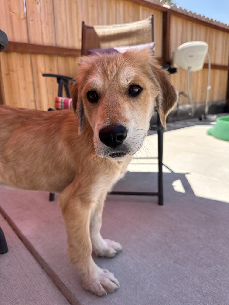 Enlarge Pup 1, an adopted mixed breed in Arroyo Grande, CA image 3/5