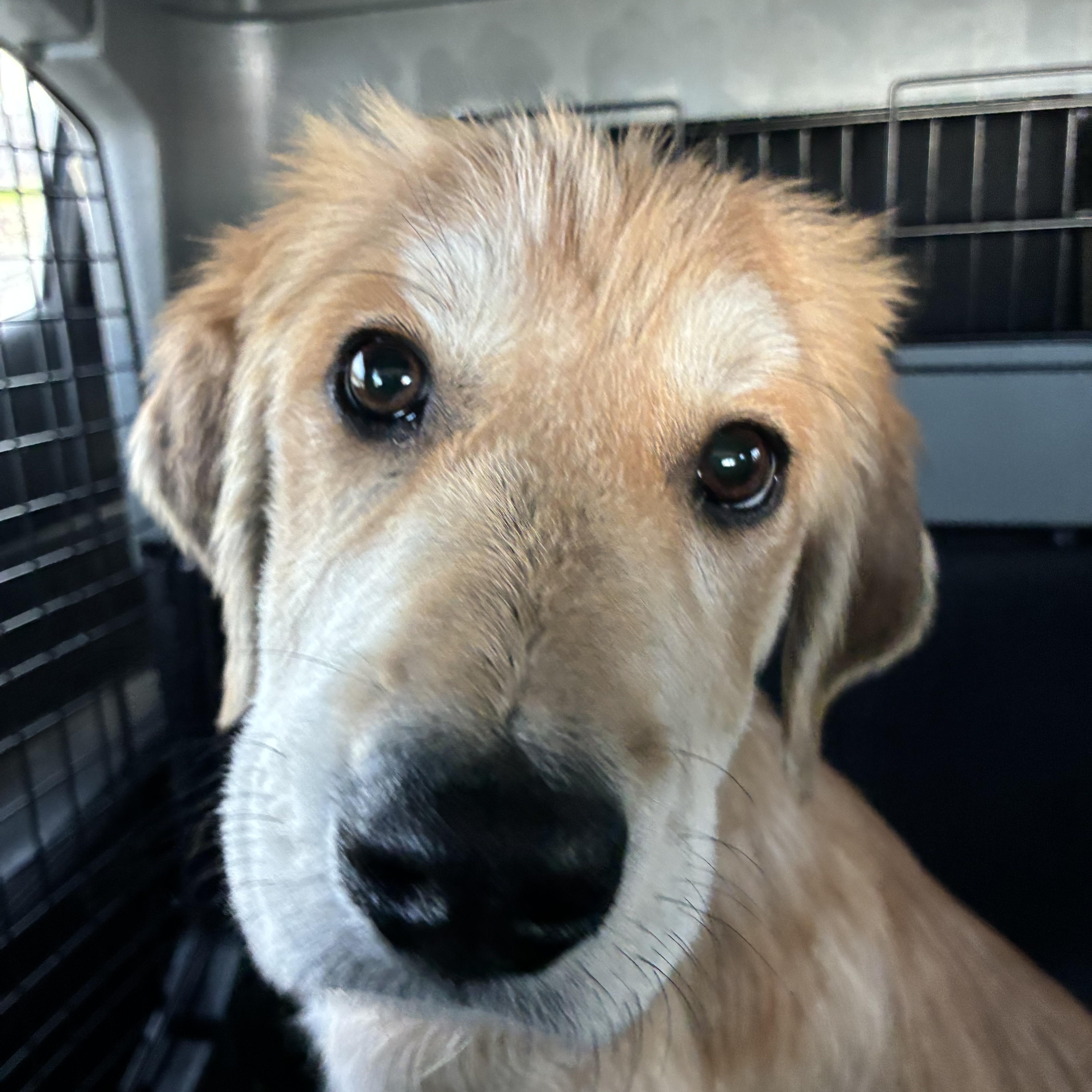 Enlarge Pup 1, an adopted mixed breed in Arroyo Grande, CA image 2/5