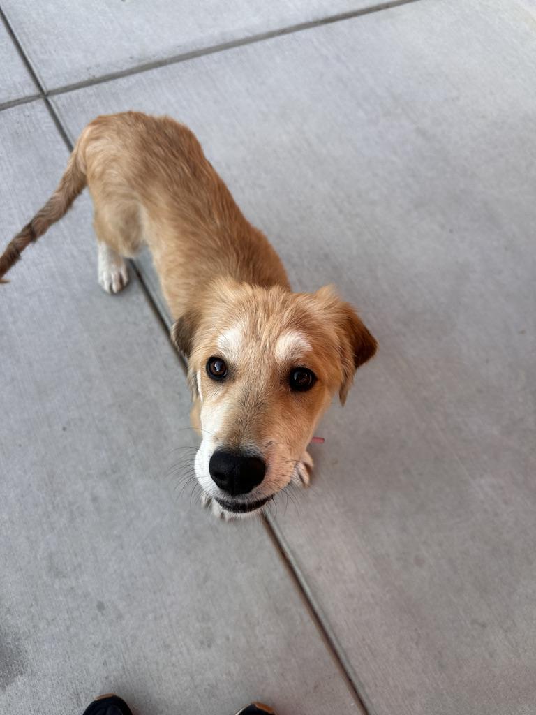 Enlarge Pup 1, an adopted mixed breed in Arroyo Grande, CA image 5/5