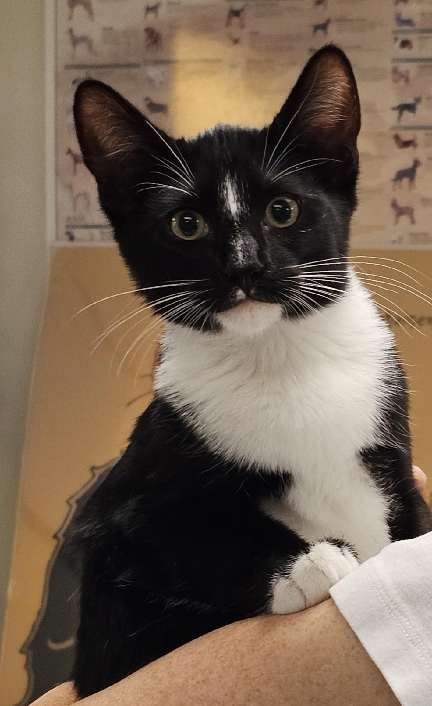 Enlarge Tammy "Tam Tam" & Tucker - (bk), a Adoptable mixed breed in Burlington, WA image 3/4