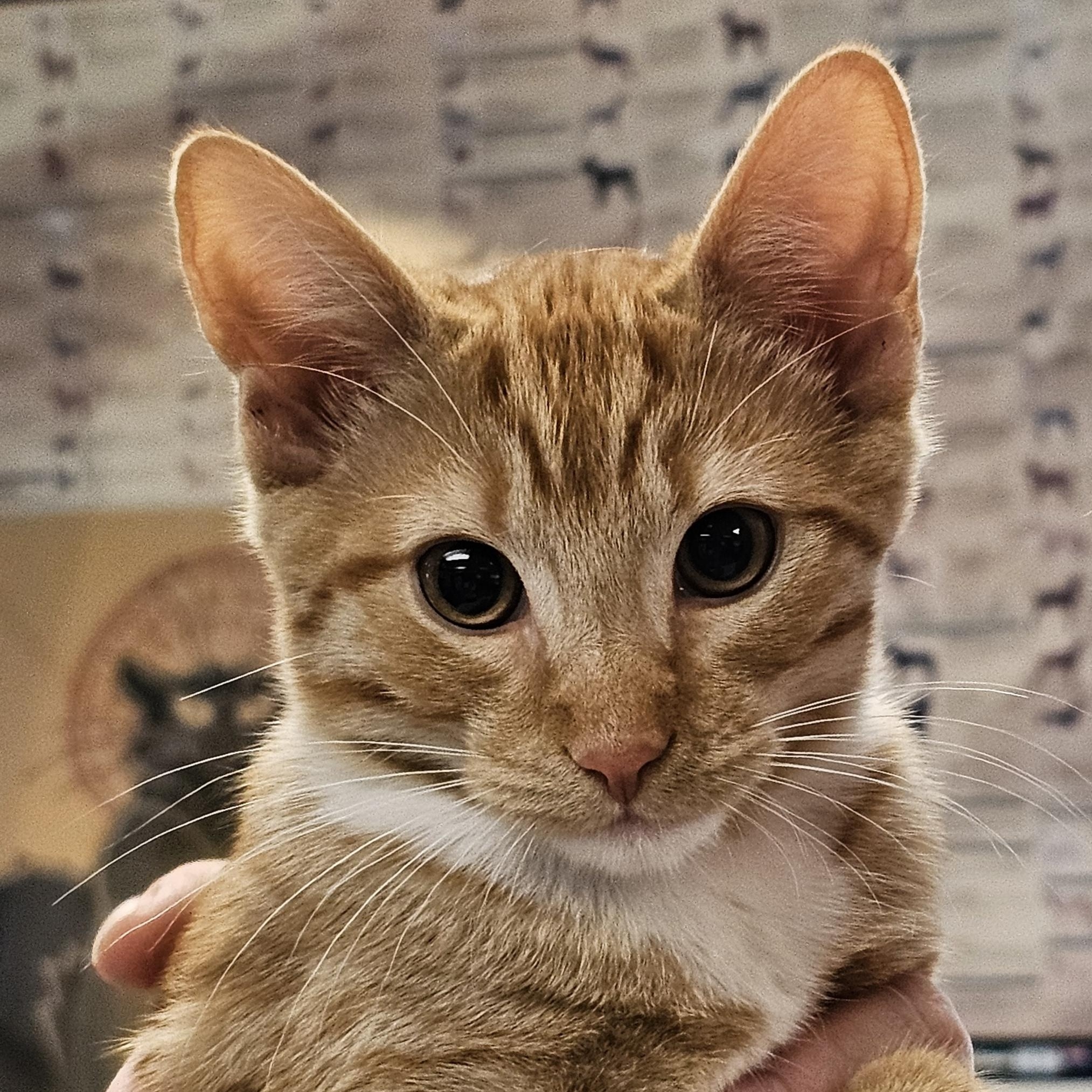 Enlarge Tammy "Tam Tam" & Tucker - (bk), a Adoptable mixed breed in Burlington, WA image 2/4