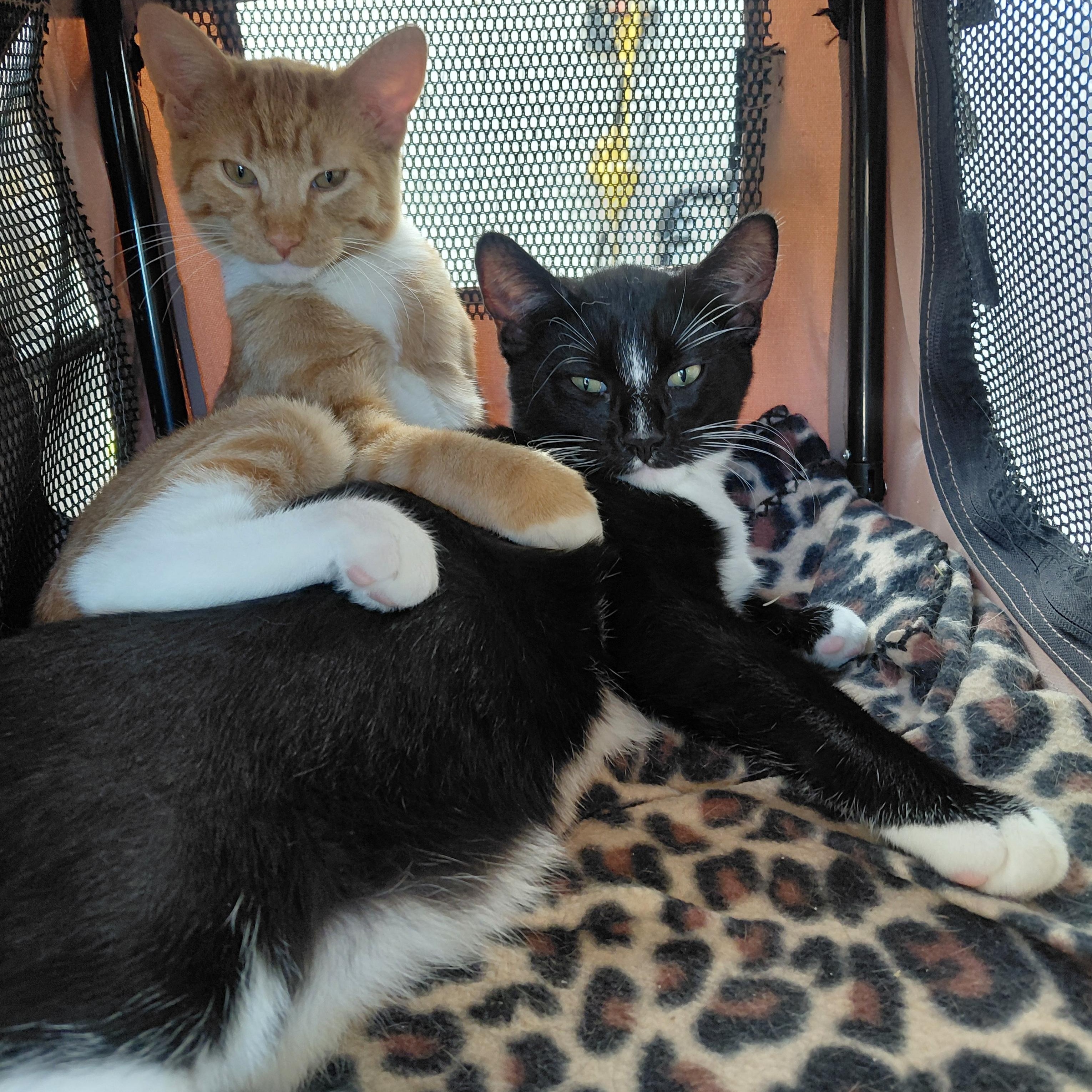 Enlarge Tammy "Tam Tam" & Tucker - (bk), a Adoptable mixed breed in Burlington, WA image 1/4