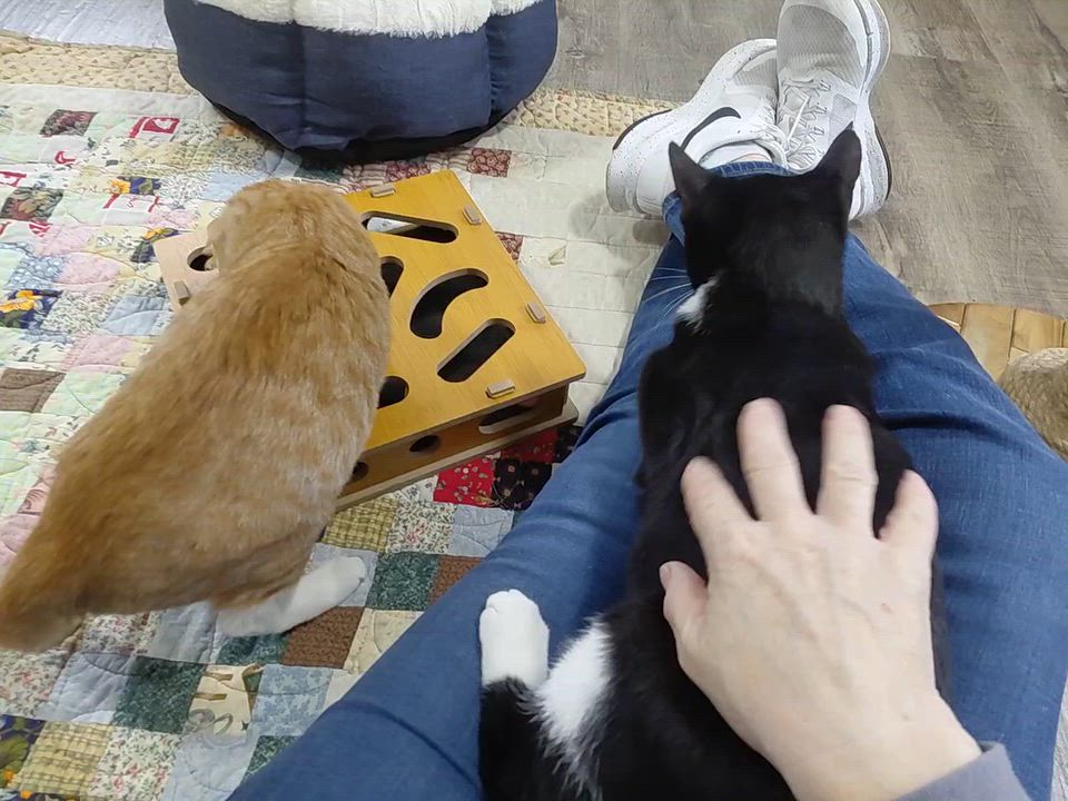 Enlarge Tammy "Tam Tam" & Tucker - (bk), a Adoptable mixed breed in Burlington, WA video 4/4