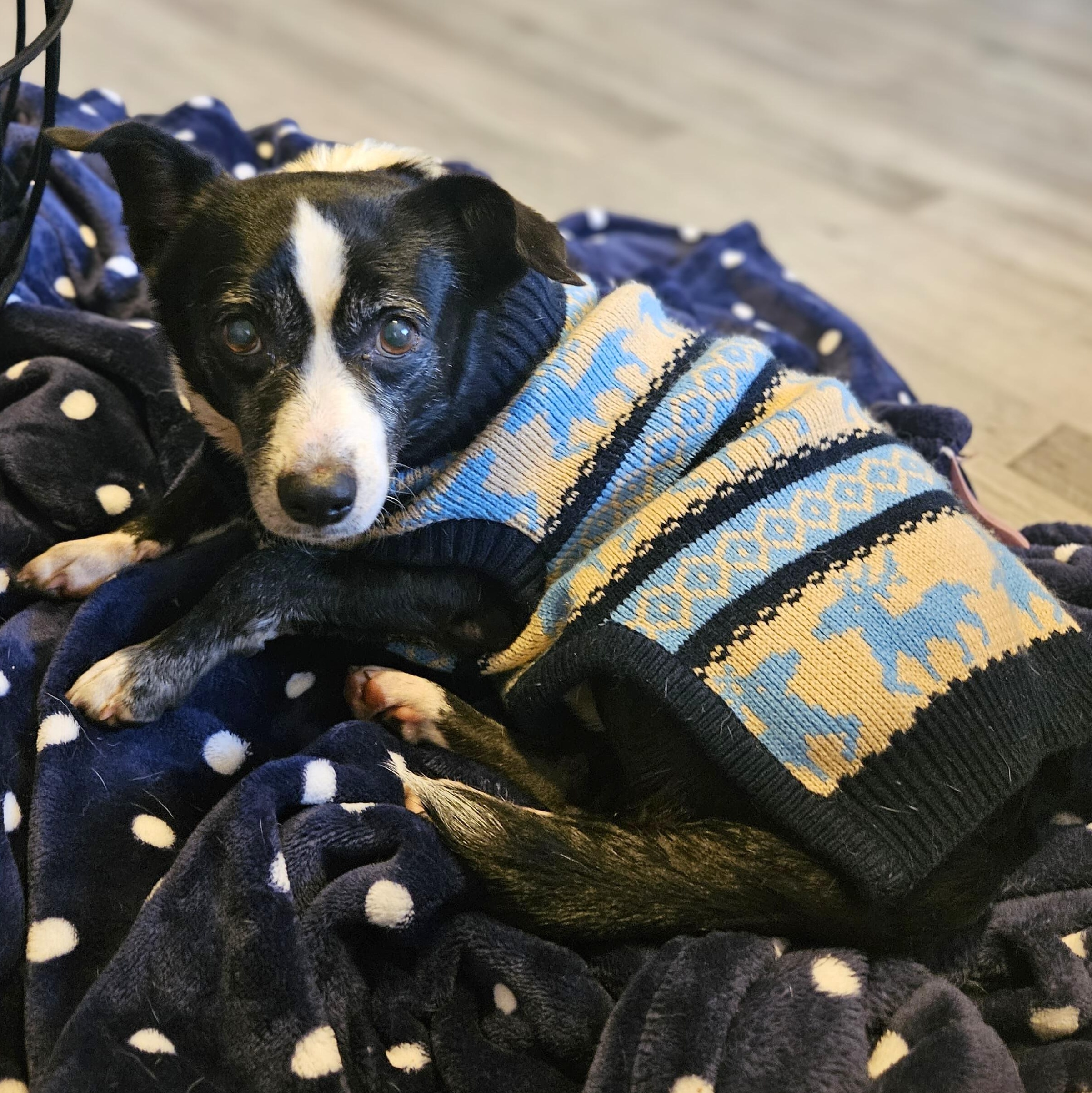 Oreo, an adoptable mixed breed in Annapolis, MD image 5/5