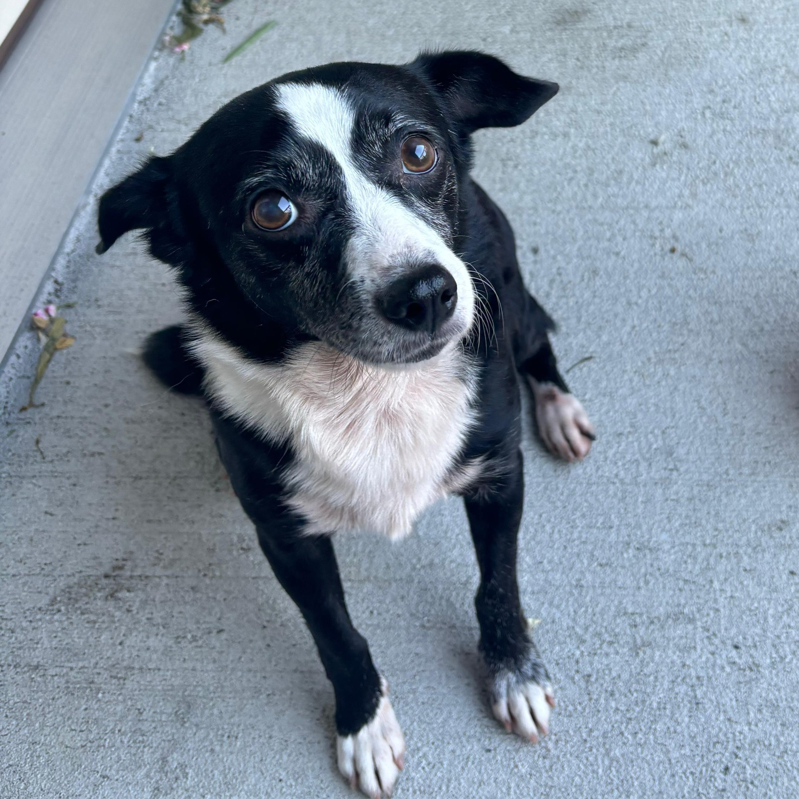 Oreo, an adoptable mixed breed in Annapolis, MD image 3/5