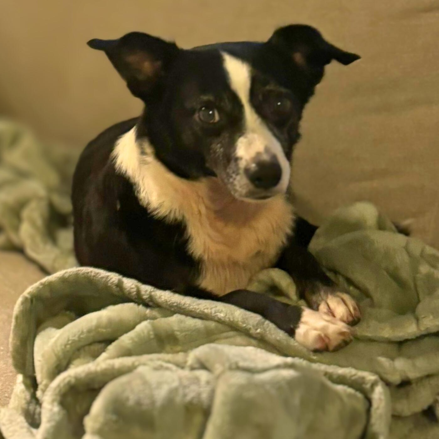 Oreo, an adoptable mixed breed in Annapolis, MD image 4/5