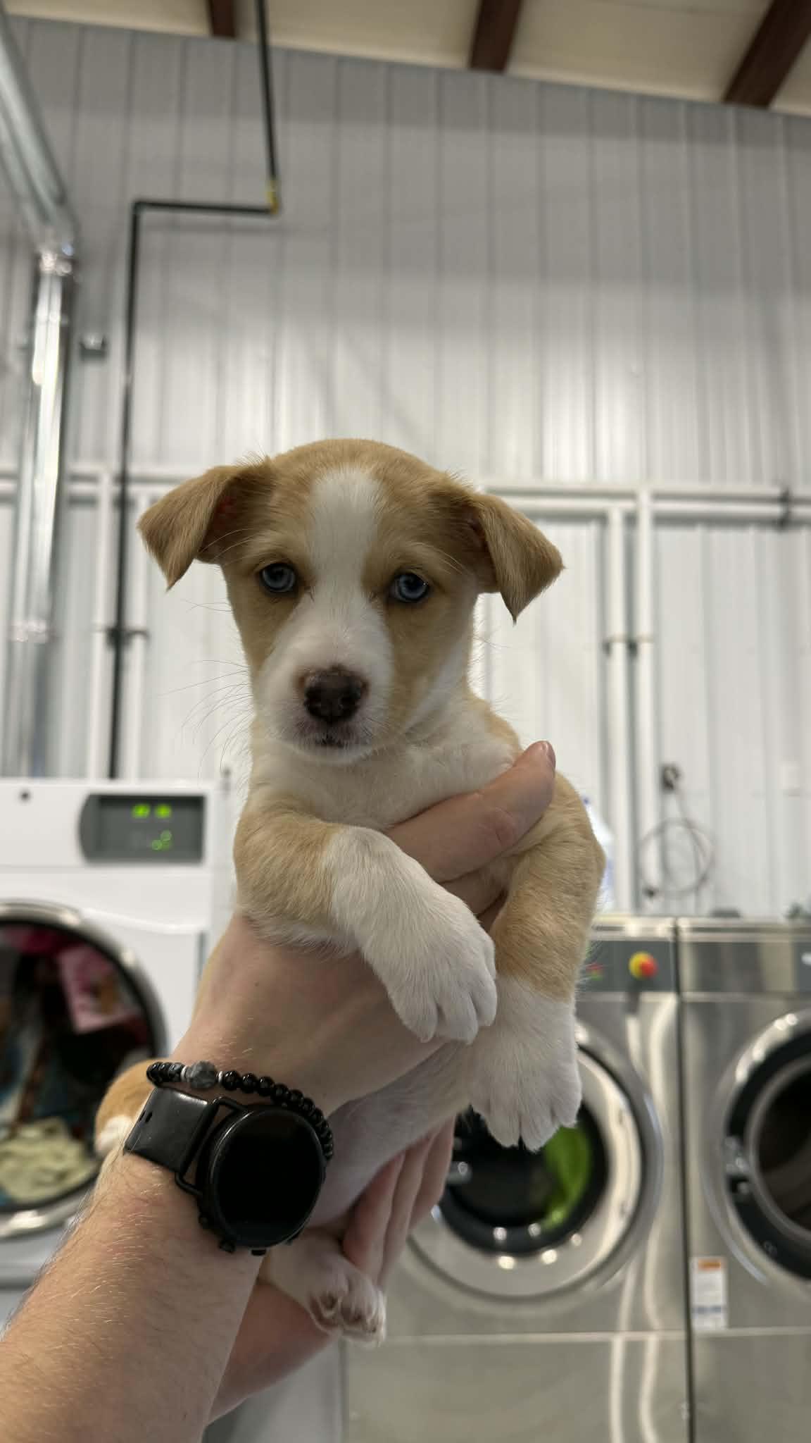 Enlarge Tim Bradford (Female!), an adopted mixed breed in Kalamazoo, MI image 1/1