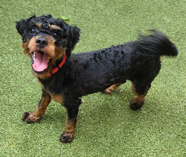 Enlarge SULLIVAN, a Adoptable mixed breed in Minneapolis, MN image 1/1