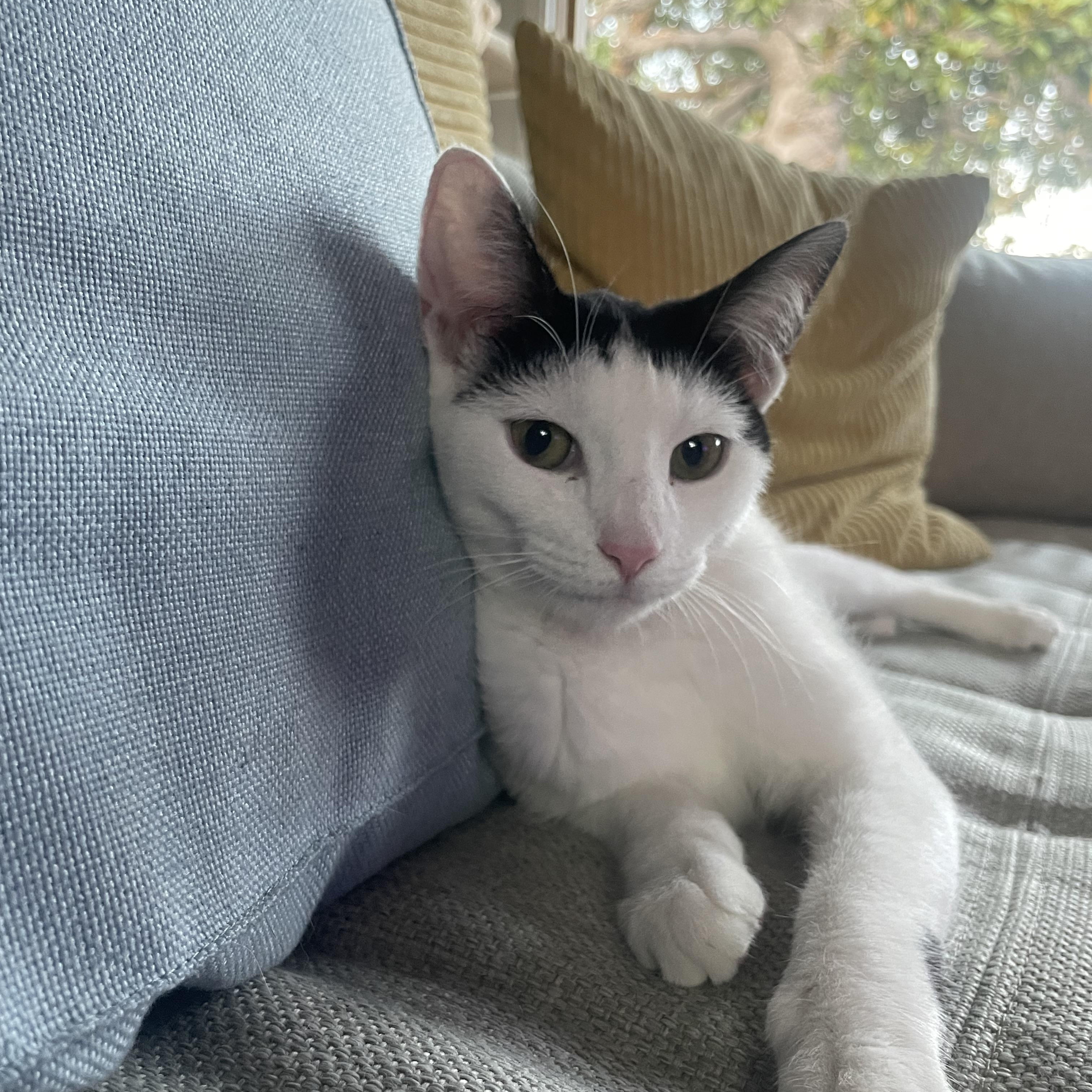 Mochi, ADOPTABLE, Kitten Female Domestic Short Hair.