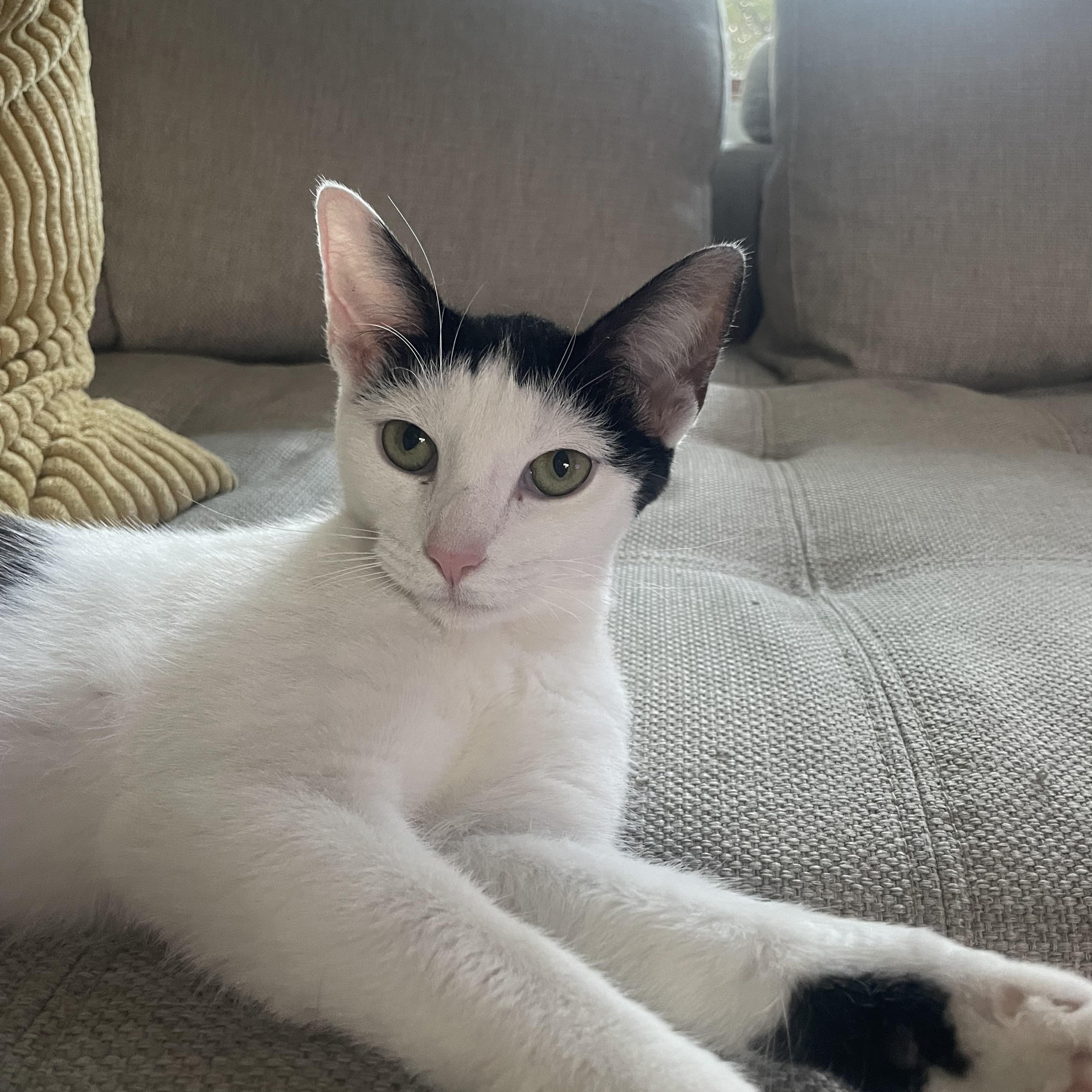 Mochi, a ADOPTABLE Domestic Short Hair in La Canada, CA image 5/5
