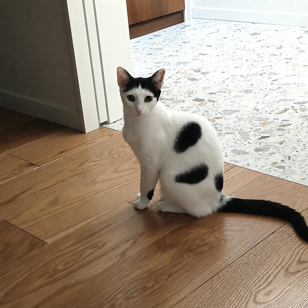 Enlarge Mochi, an adopted Domestic Short Hair in La Canada, CA image 6/6