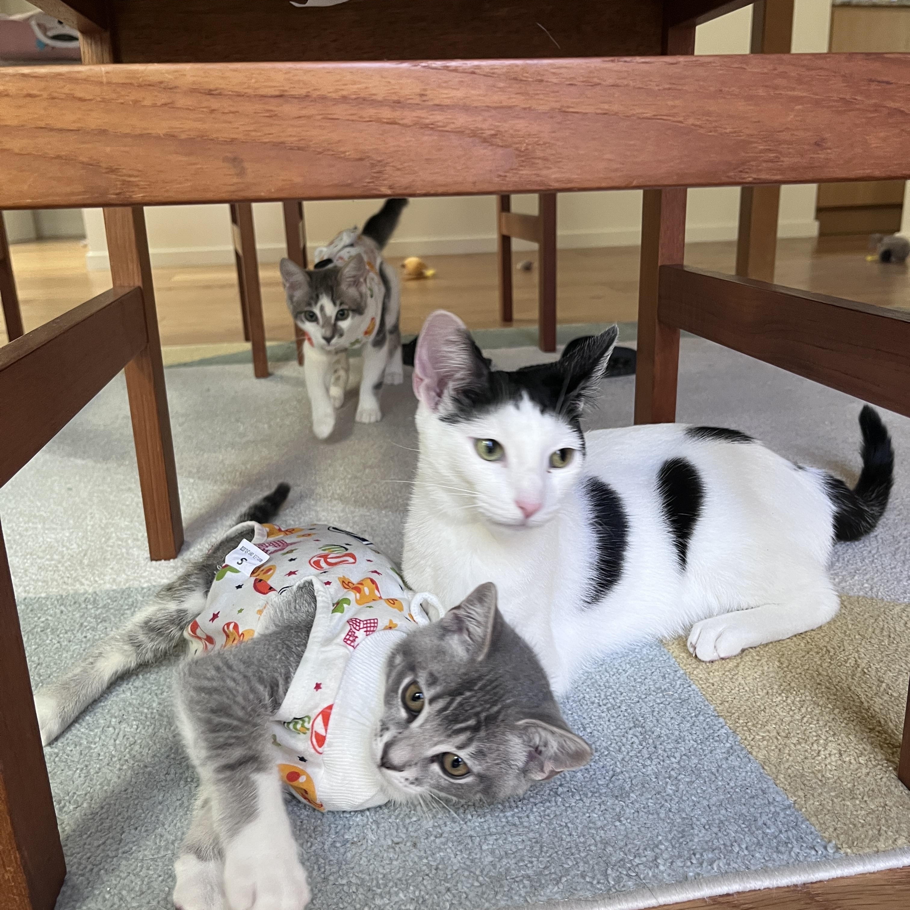 Enlarge Mochi, an adopted Domestic Short Hair in La Canada, CA image 3/6