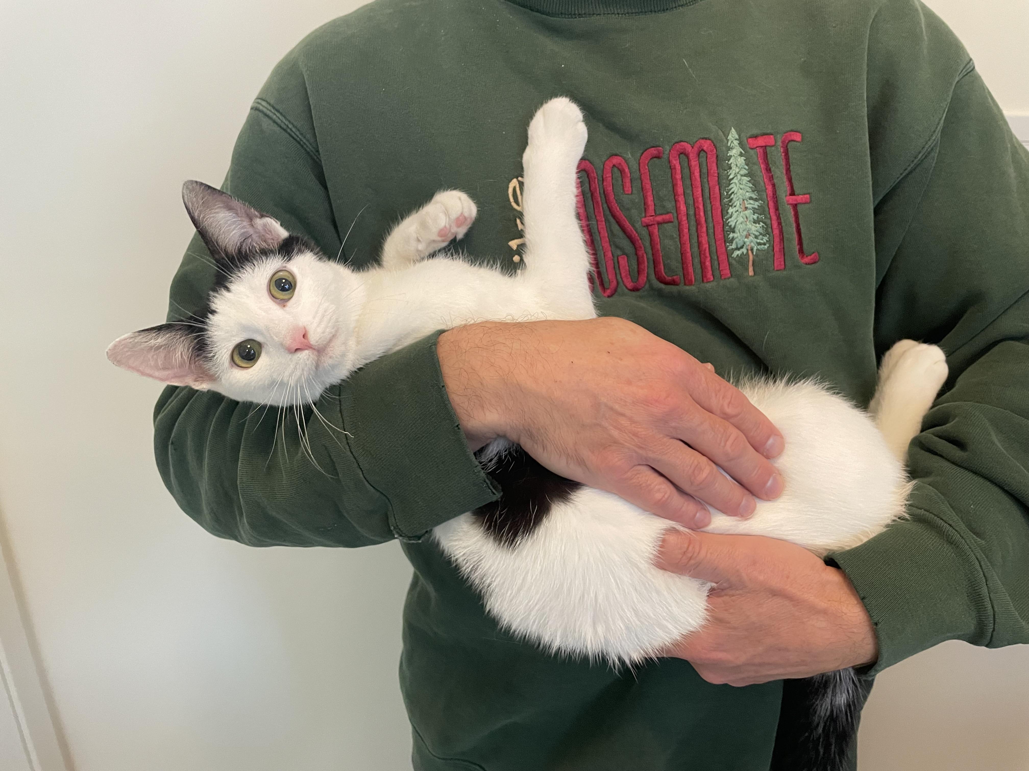 Mochi, a ADOPTABLE Domestic Short Hair in La Canada, CA image 2/5