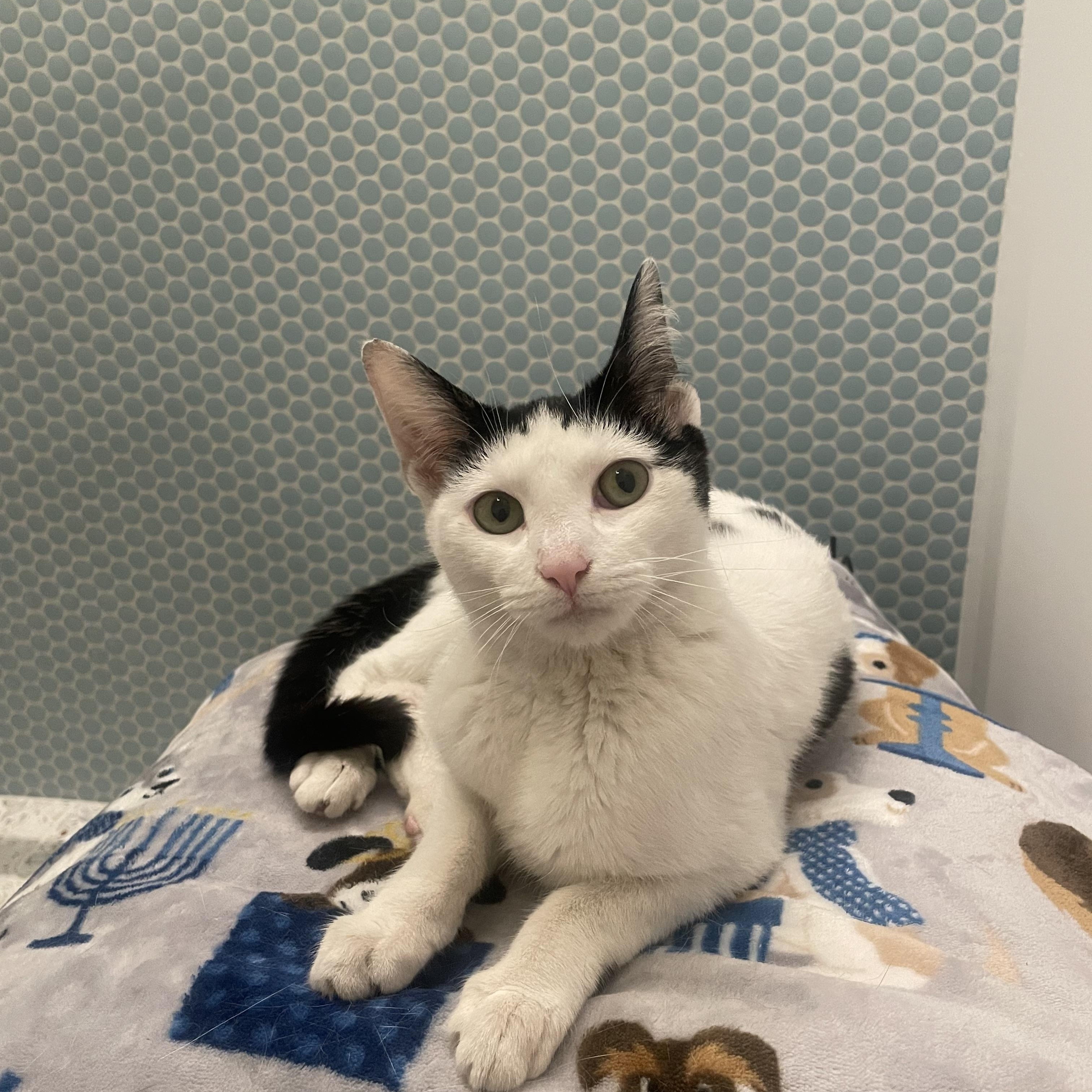 Mochi, a ADOPTABLE Domestic Short Hair in La Canada, CA image 4/5