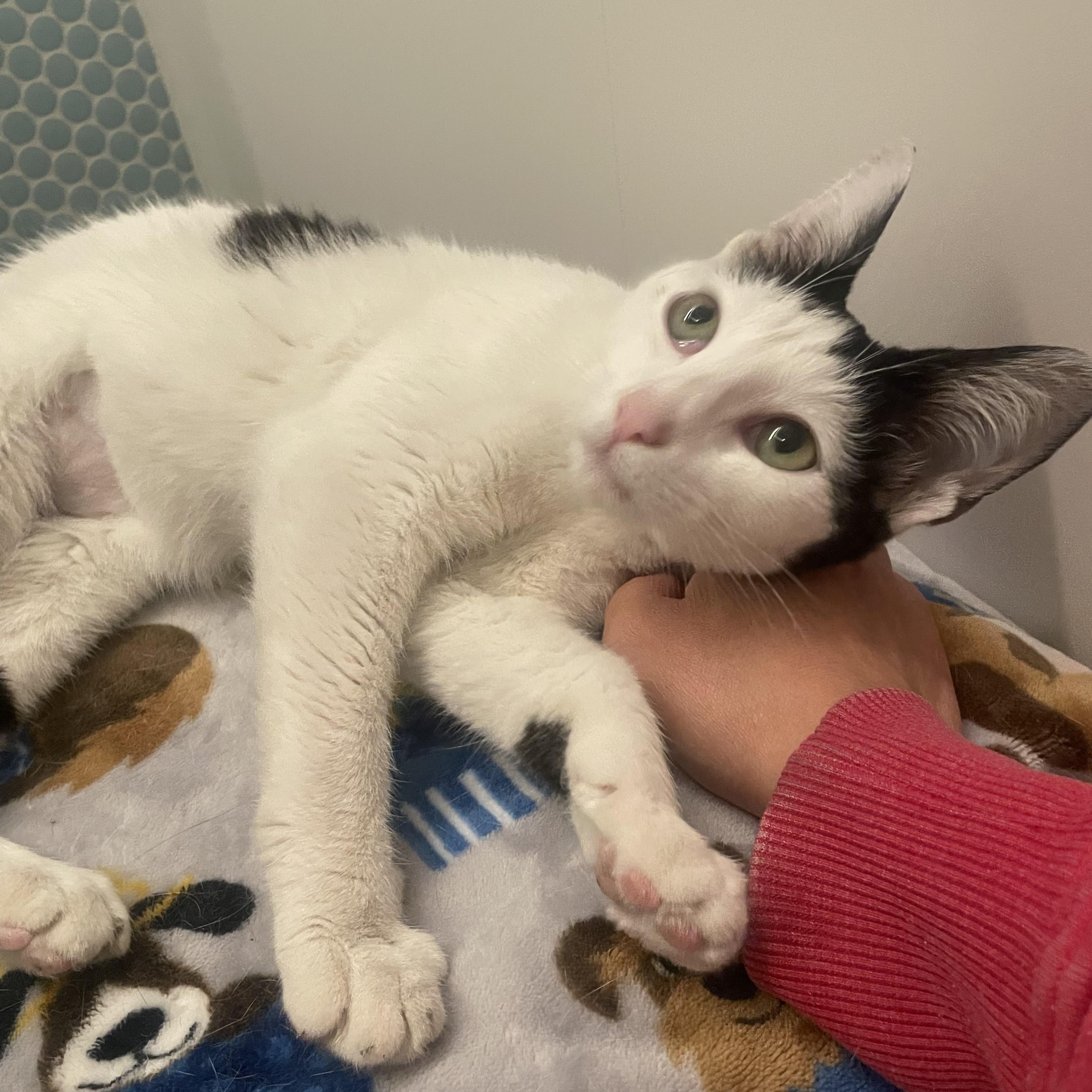 Mochi, a ADOPTABLE Domestic Short Hair in La Canada, CA image 3/5